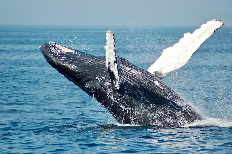 Whale watching Sri Lanka