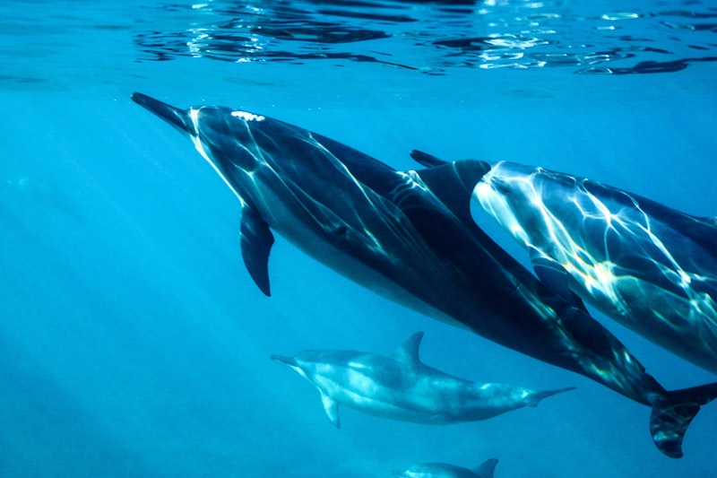 Dolphin cruise Maldives